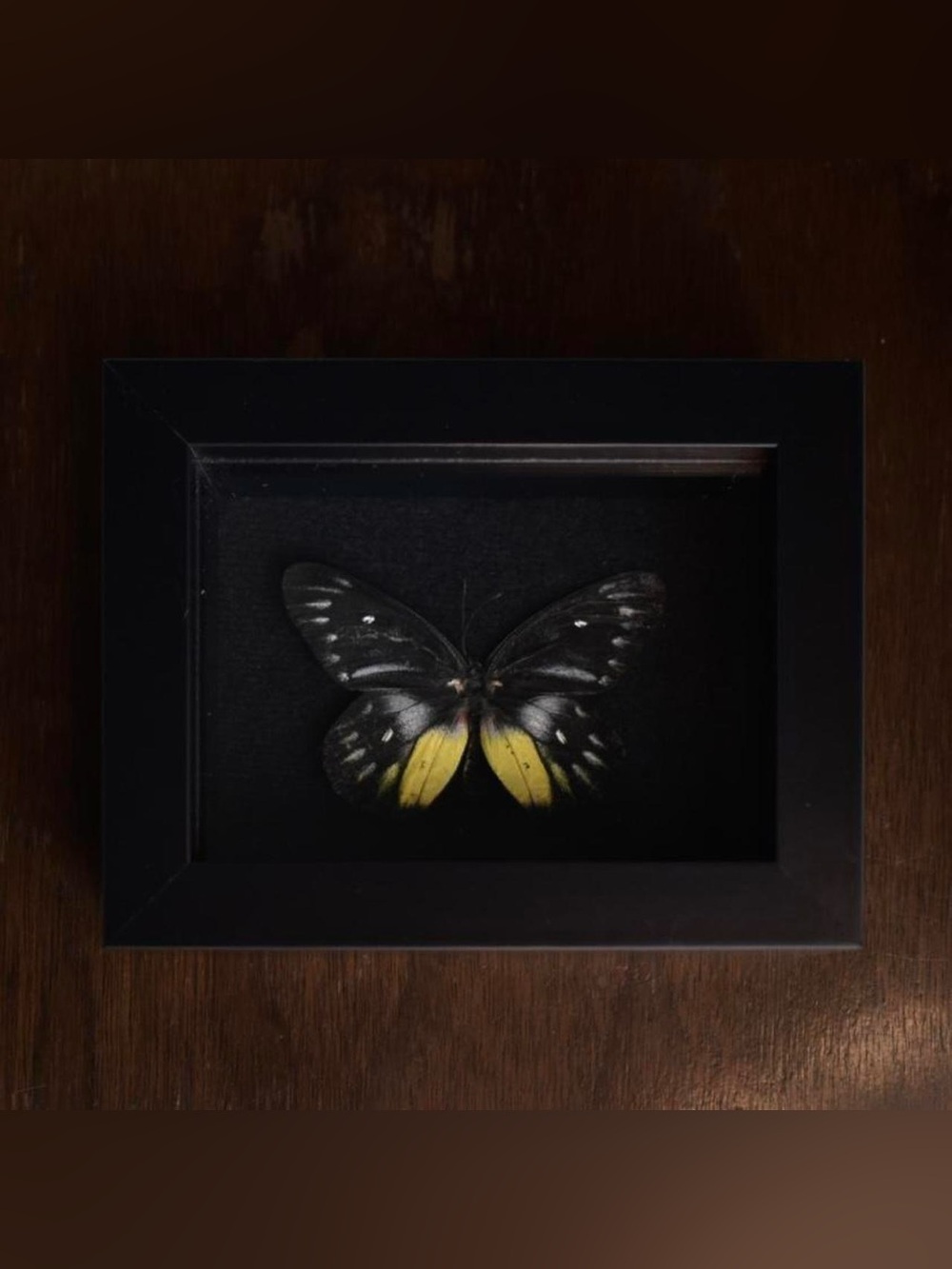 Framed butterfly specimen